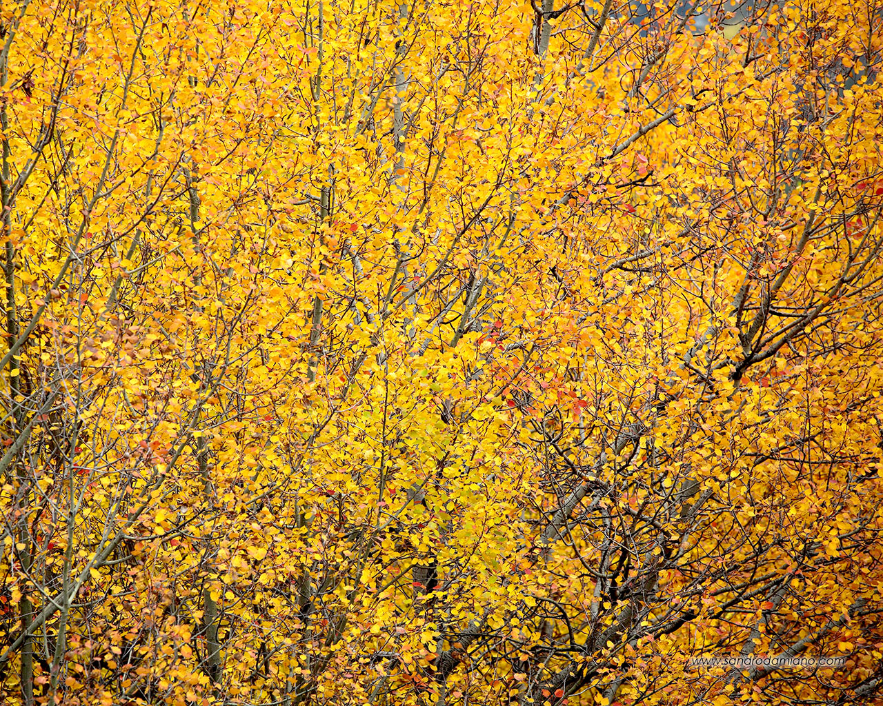 Yellow autumn shades
