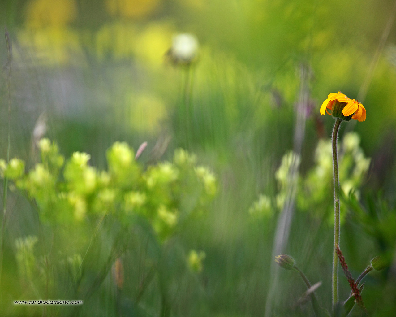 Fiori di montagna