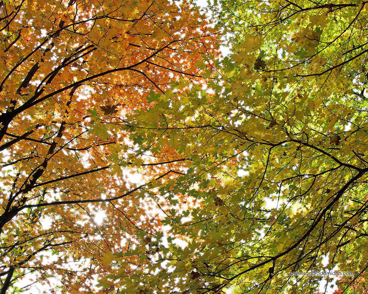 Ottobre si veste di colori