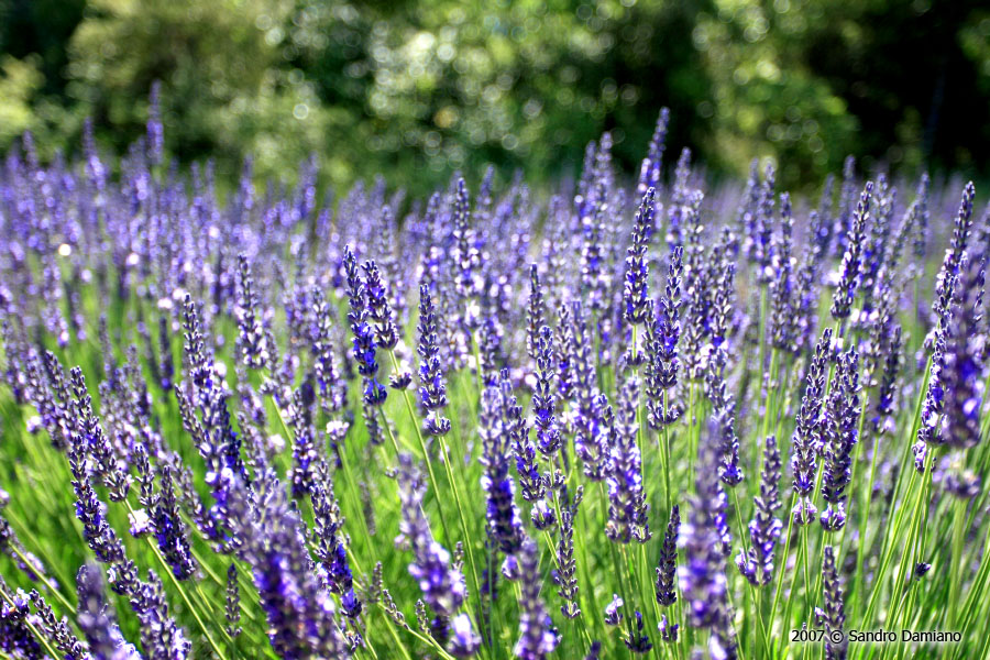 Gambi di lavanda
