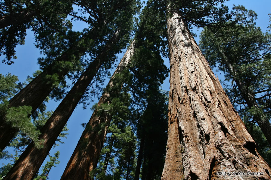 Altissime sequoie della California