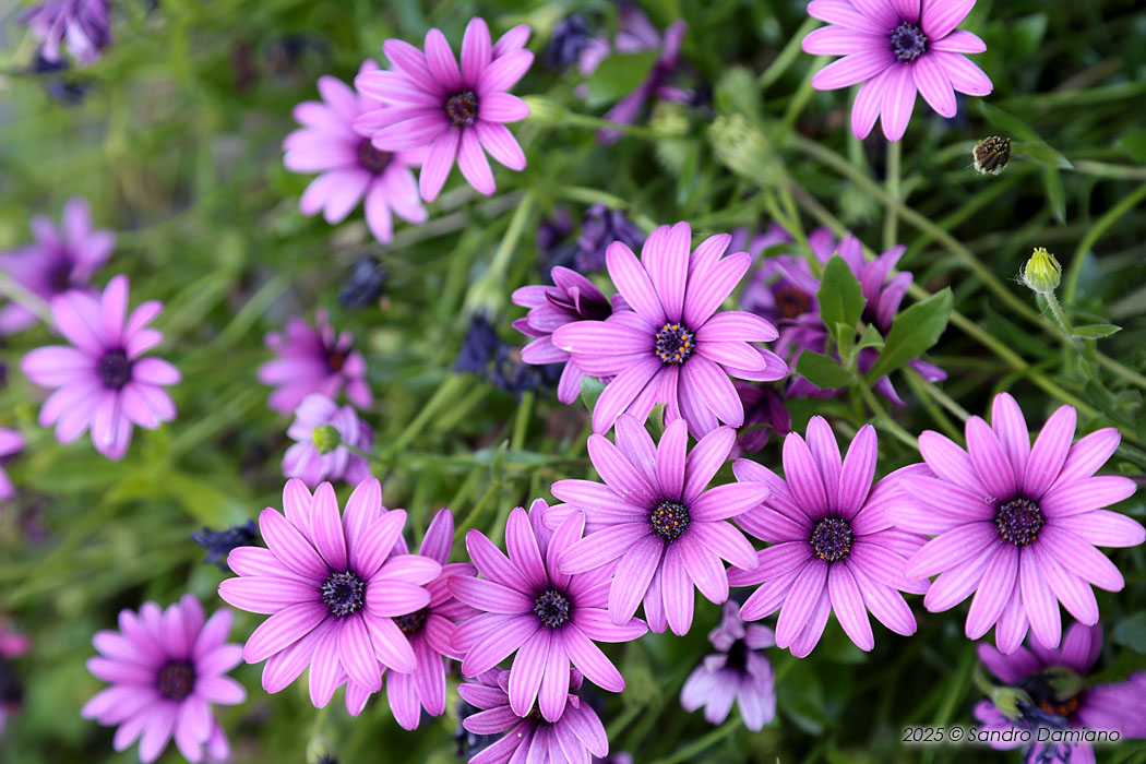 Bellissimi fiori lilla