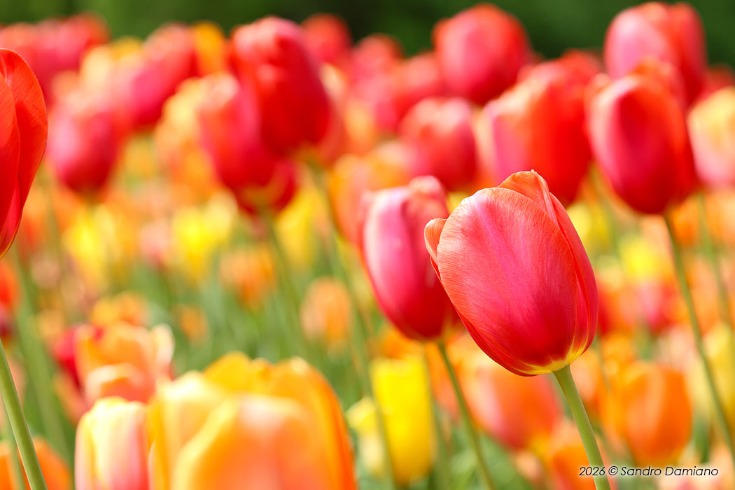 La bellezza dei tulipani