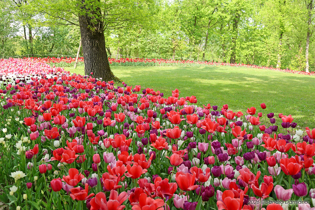 Il parco dei tulipani a Pralormo