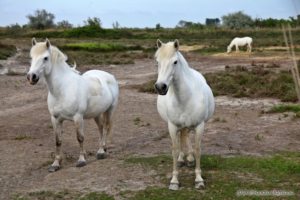 Cavalli bianchi della Camargue