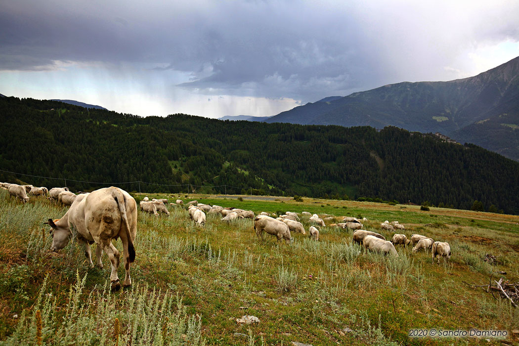 Pascolo nei pressi del Forte di Fenestrelle