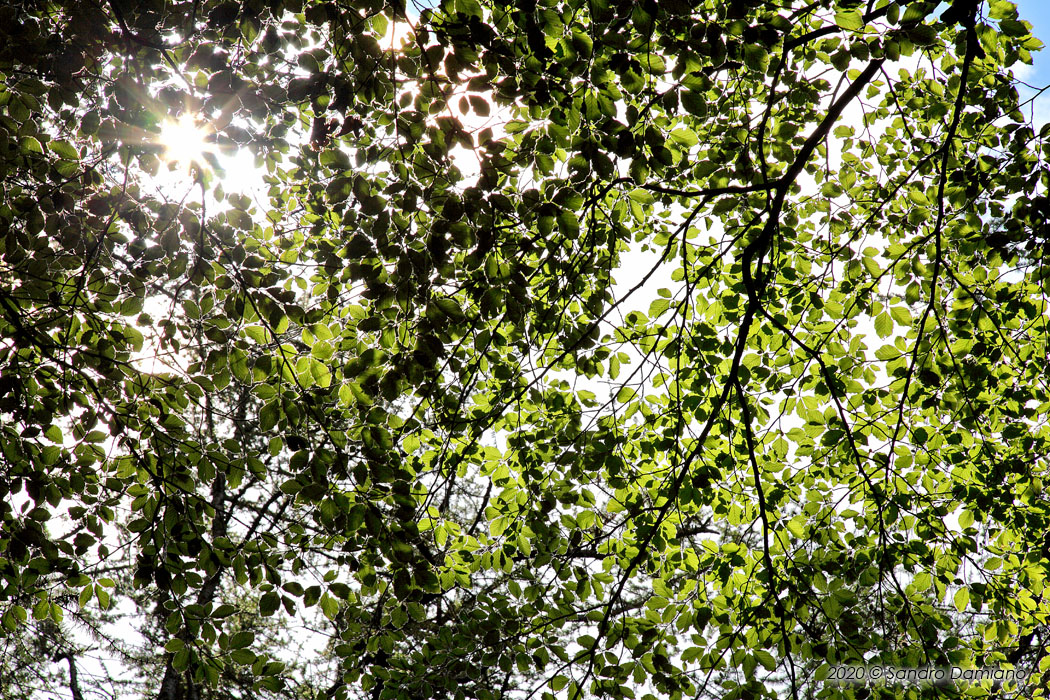 Camminando nel bosco