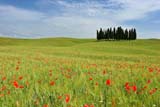 Scorcio di San Quirico D'Orcia