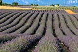 Sterminati campi di lavanda in Provenza