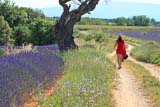 Passeggiando in Provenza