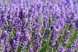 Coloratissima lavanda