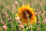 Girasole nei campi
