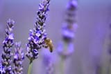 La vita nei campi di lavanda