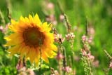 Girasole nei prati