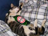 Ieri sera fatto festa heee??!!