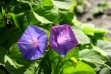 Fiori violacei mediterranei