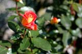 Una rosa in giardino