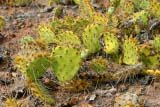 Piante grasse del west america