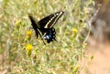 Farfalla in giro nel parco