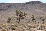 The Joshua Tree