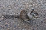 Scoiattolo affamato del Parco Yosemite