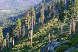 Foreste dello Yosemite