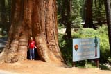 Ingresso del Parco Mariposa Grove of Giant Sequoias