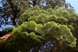 Verdissime fronde