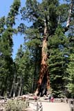 L'imponente Grizzly Giant