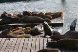 I simpatici leoni marini al Pier 39