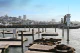 Il molo più visitato di San Francisco: il Pier 39