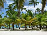 Lussureggianti palme dell'isola di Saona