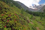 I rododendri colorano il Parco del Gran Paradiso