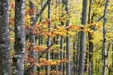 Colori autunnali dei faggi
