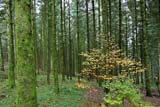Foresta Nera