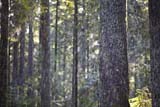 Gocce che cadono dagli alberi