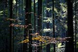 Black Forest