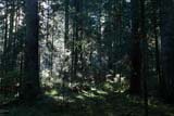 Il volto oscuro della Foresta Nera