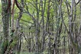Alberi del Parco di Plitvice