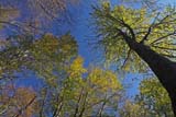 Cielo terso nel parco autunnale