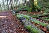 Muschio nel bosco