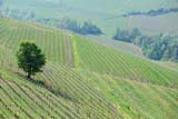 Albero solitario tra le viti