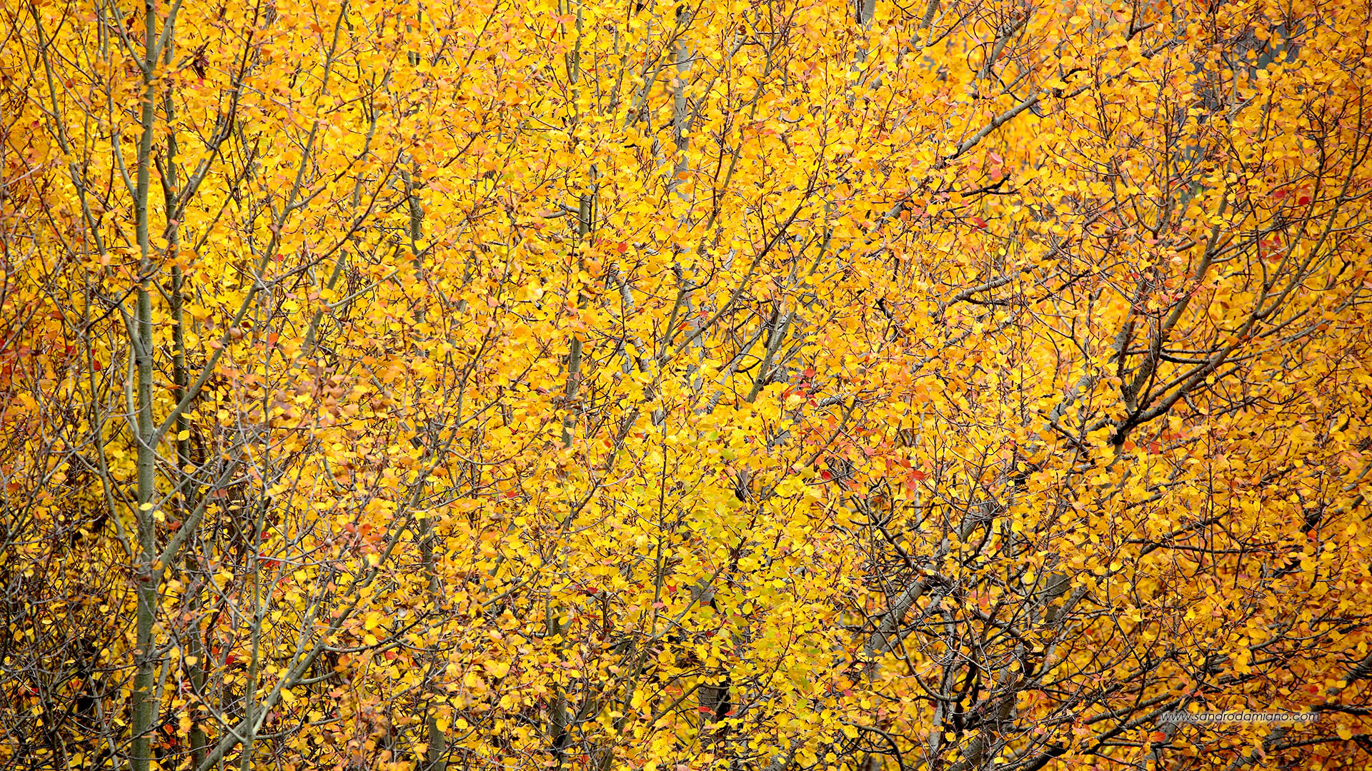 Yellow autumn shades