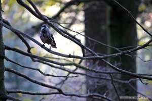 La Nocciolaia sui rami La Nocciolaia sui rami