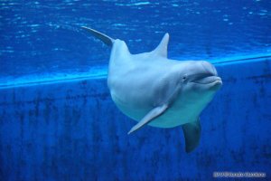 Delfino all'Acquario di Genova