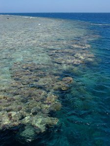 La barriera corallina