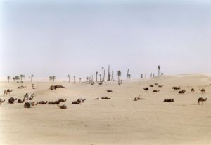 Riposo dei dromedari su una duna