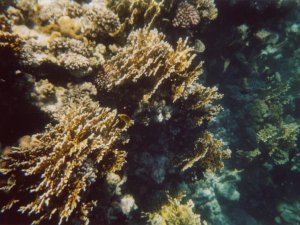 Barriera corallina