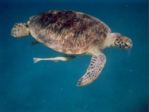 La tartaruga marina gigante