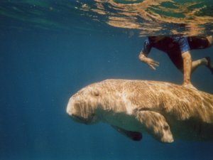 Il dugongo